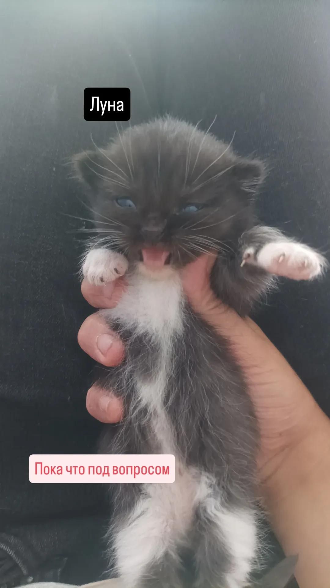 Отдам котят в добрые руки 🐾