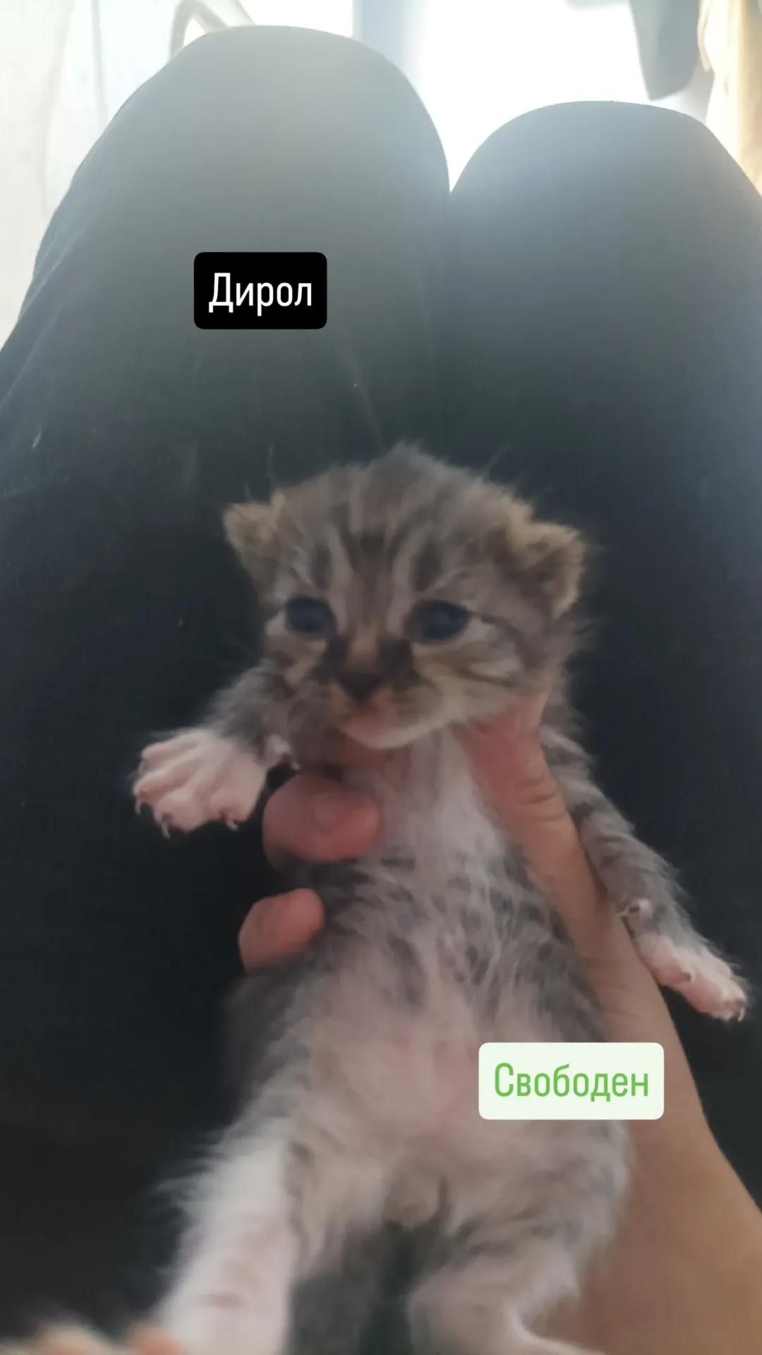 Отдам котят в добрые руки 🐾