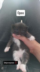 Отдам котят в добрые руки 🐾