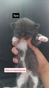 Отдам котят в добрые руки 🐾