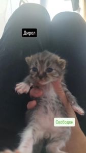 Отдам котят в добрые руки 🐾