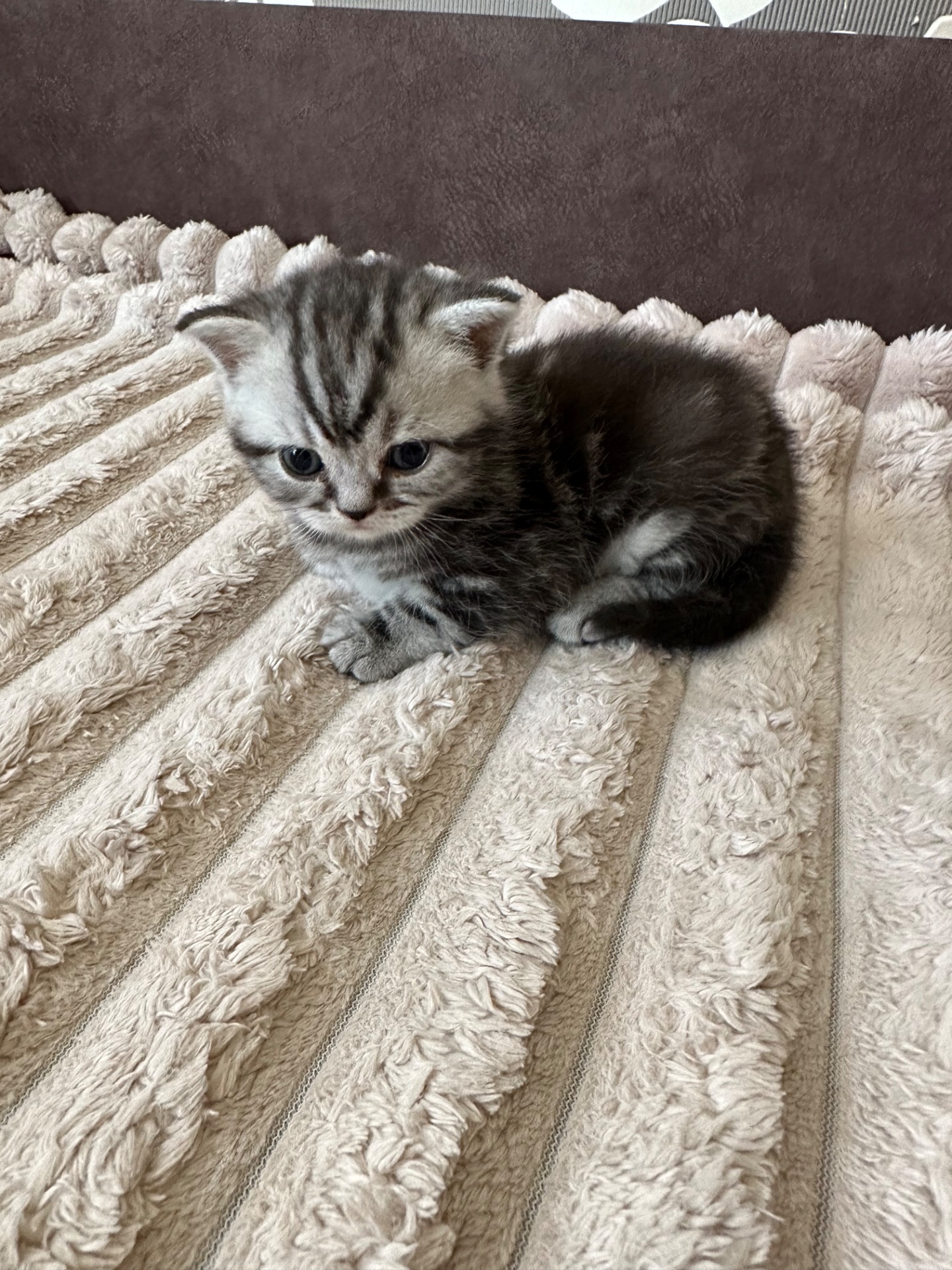 Кошенята шотландські Скотіш Фолд та Скотіш Страйт продам
