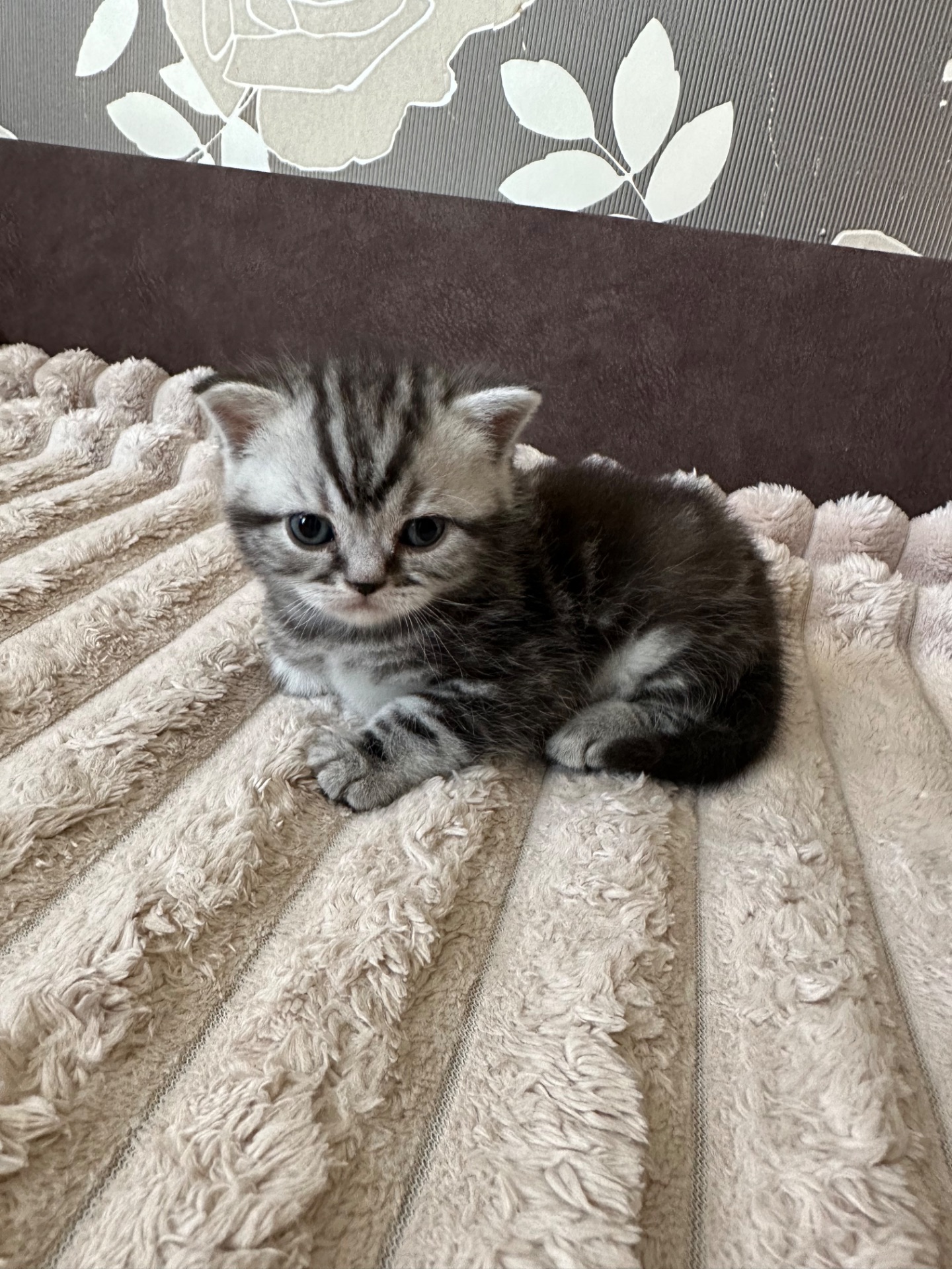 Кошенята шотландські Скотіш Фолд та Скотіш Страйт продам