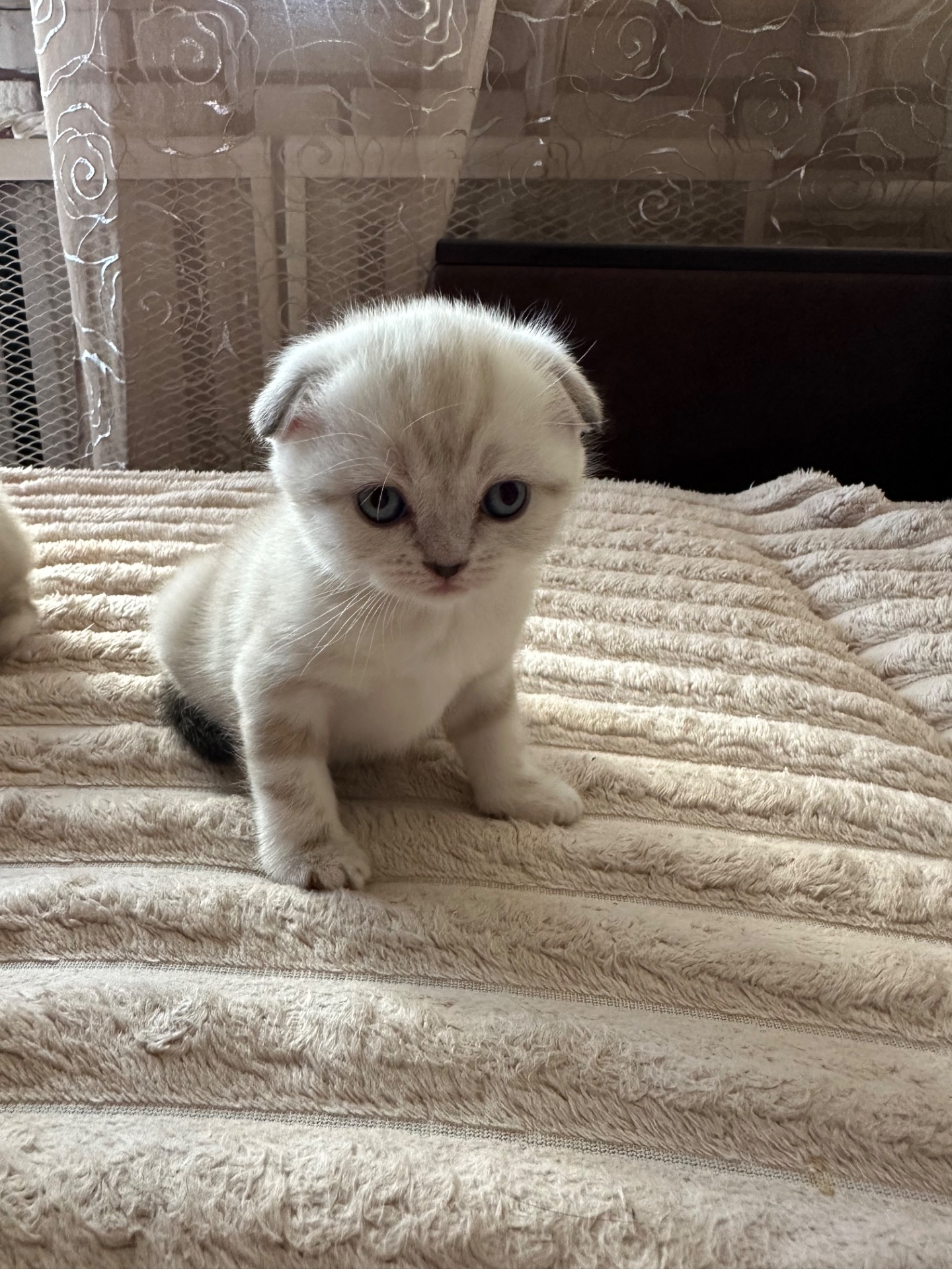 Кошенята шотландські Скотіш Фолд та Скотіш Страйт продам