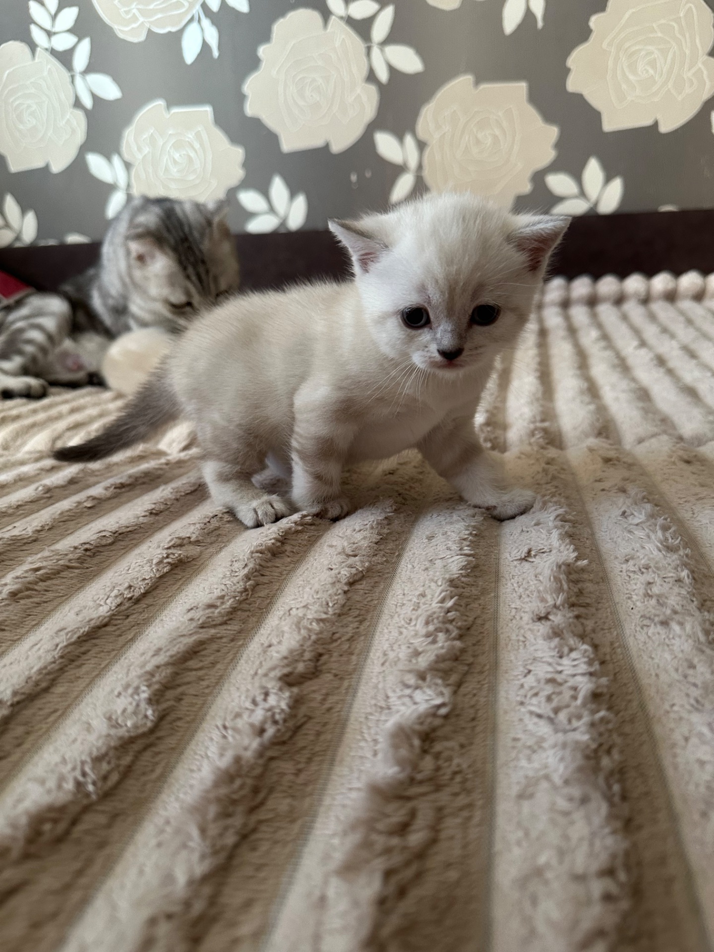 Кошенята шотландські Скотіш Фолд та Скотіш Страйт продам