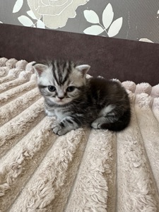 Кошенята шотландські Скотіш Фолд та Скотіш Страйт продам