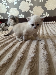 Кошенята шотландські Скотіш Фолд та Скотіш Страйт продам