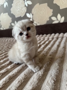 Кошенята шотландські Скотіш Фолд та Скотіш Страйт продам