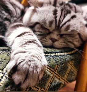 Кошенята шотландські Скотіш Фолд та Скотіш Страйт продам
