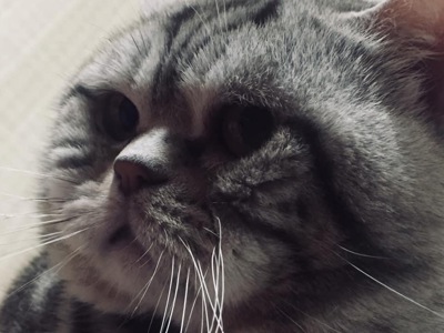 Кошенята шотландські Скотіш Фолд та Скотіш Страйт продам