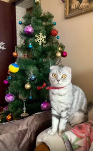 Кошенята шотландські Скотіш Фолд та Скотіш Страйт продам