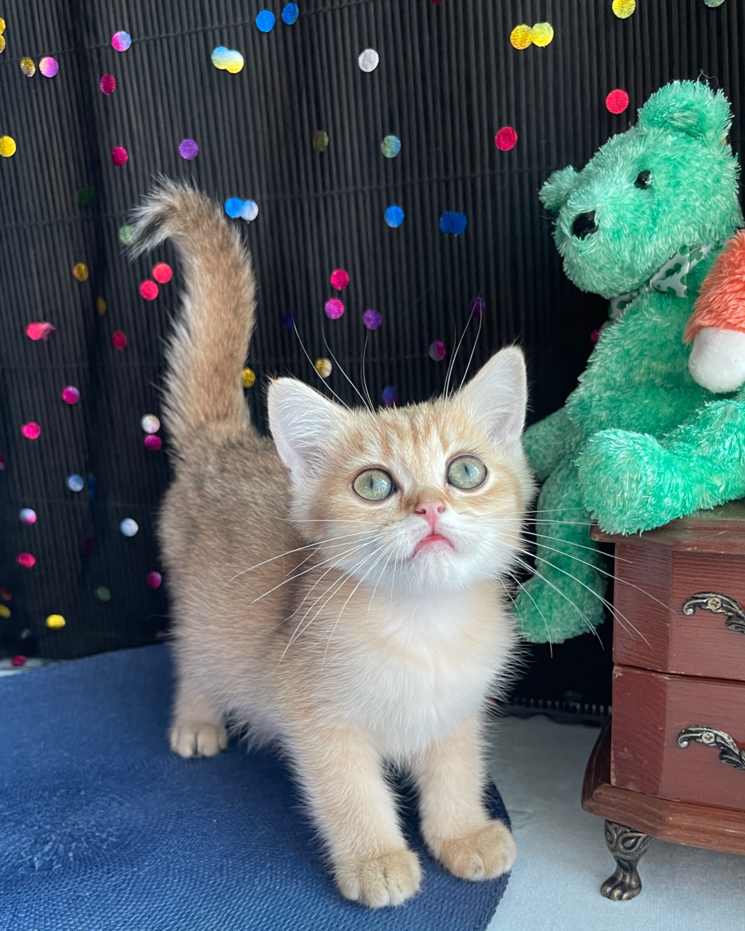 Британский котёнок