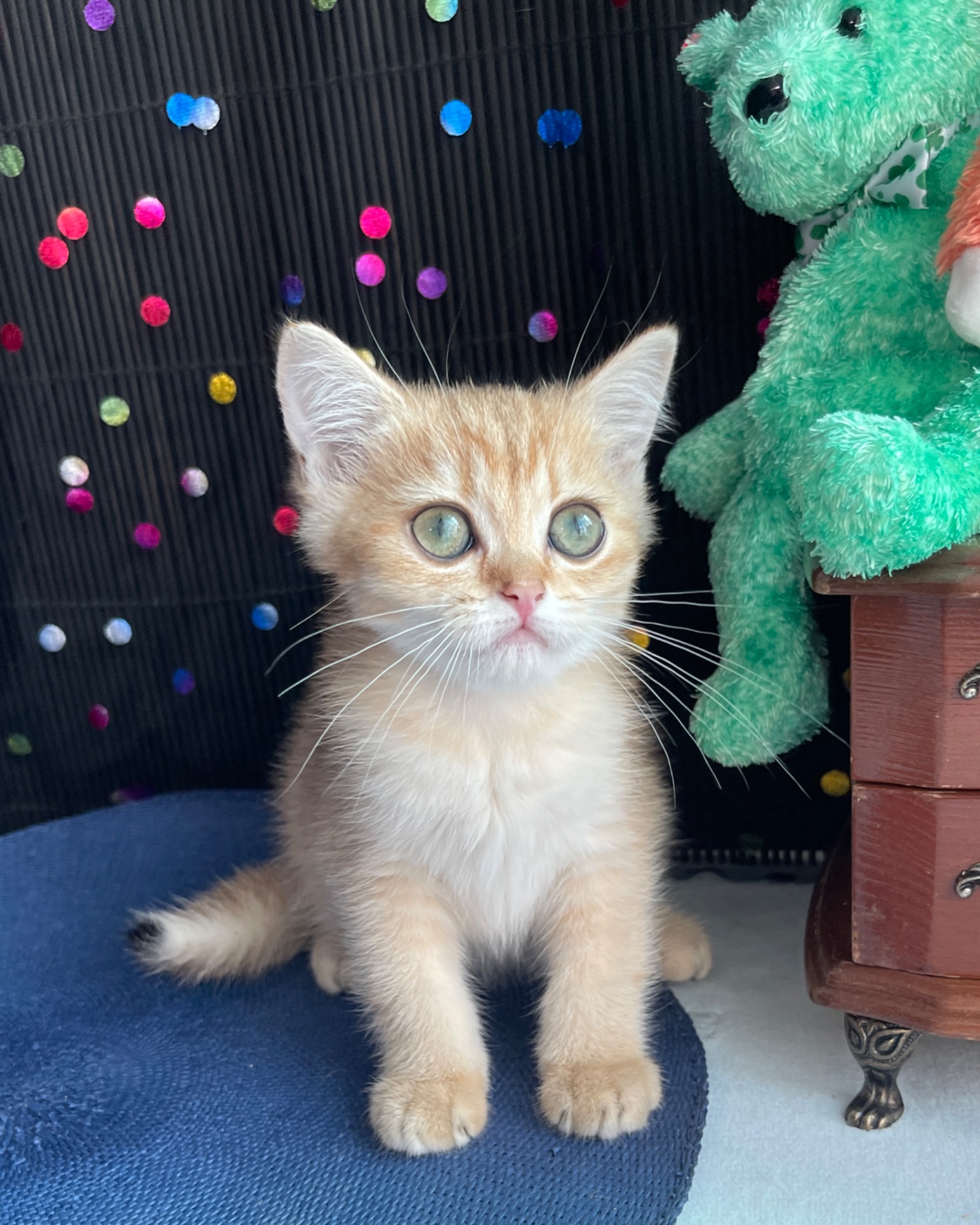 Британский котёнок