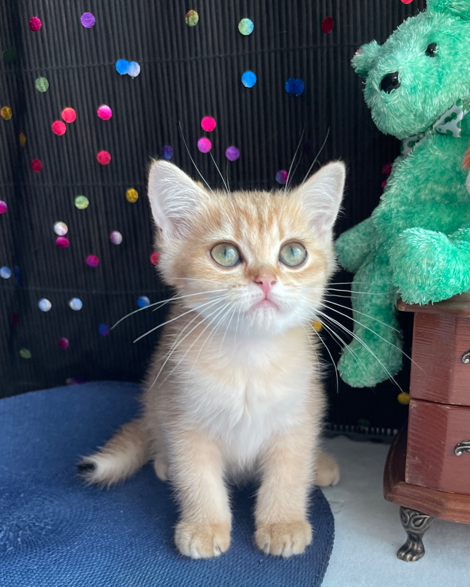 Британский котёнок
