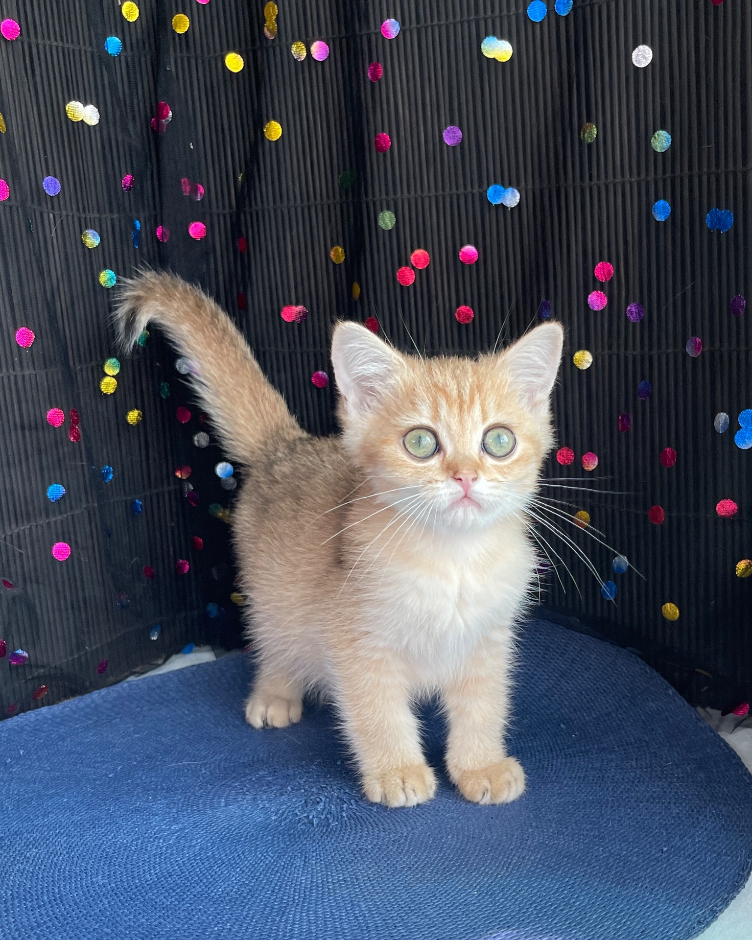 Британский котёнок