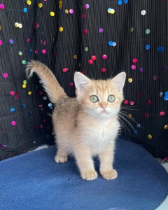 Британский котёнок