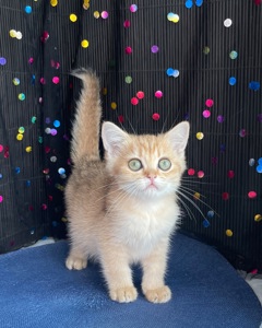 Британский котёнок