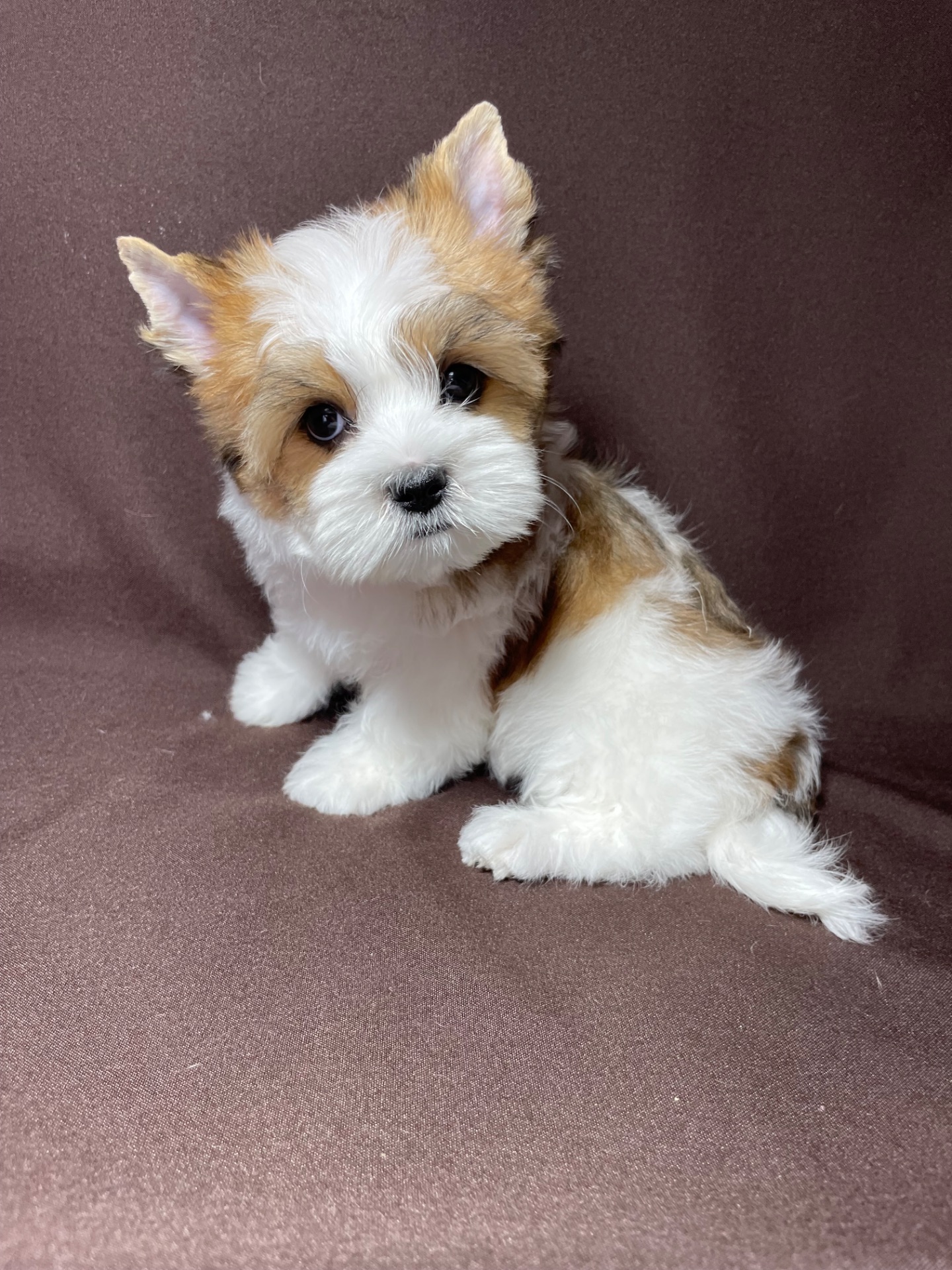 Хлопчик йорк