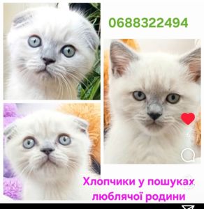 Кошенята висловухі