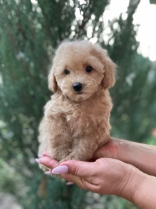 Мальтіпу хлопчик