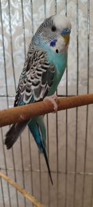 Хвилясті попугаї