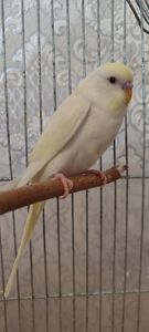 Хвилясті попугаї