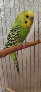 Хвилясті попугаї