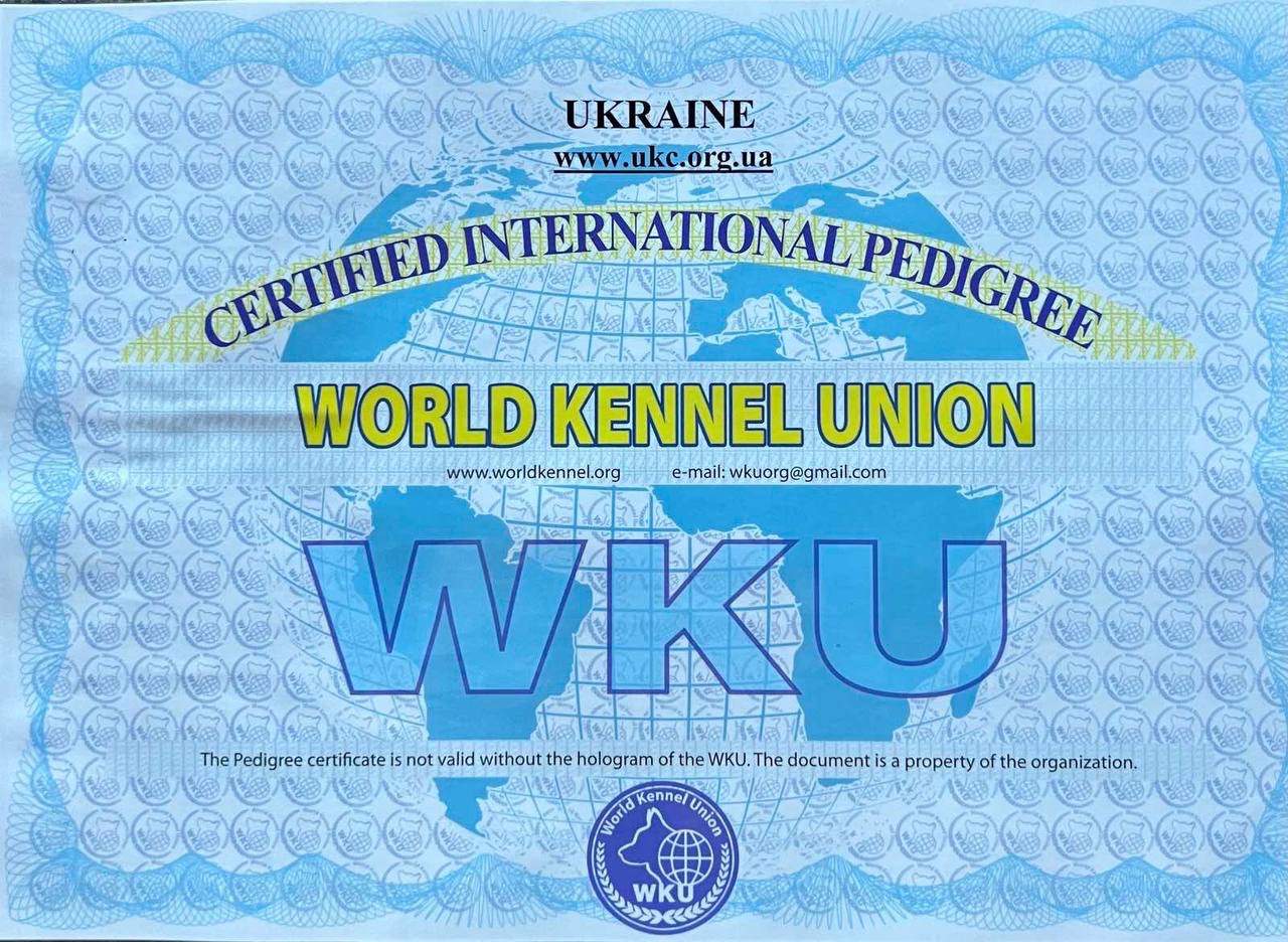 Віннер