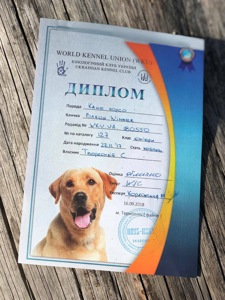 Віннер