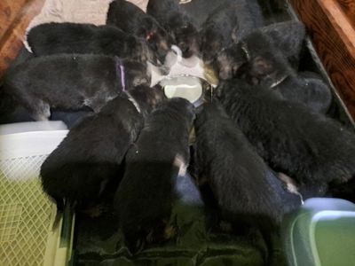 Цуценята німецької вівчарки