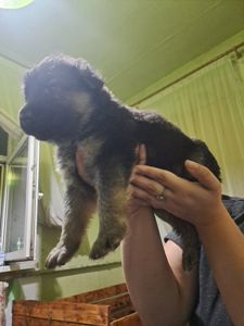 Цуценята німецької вівчарки