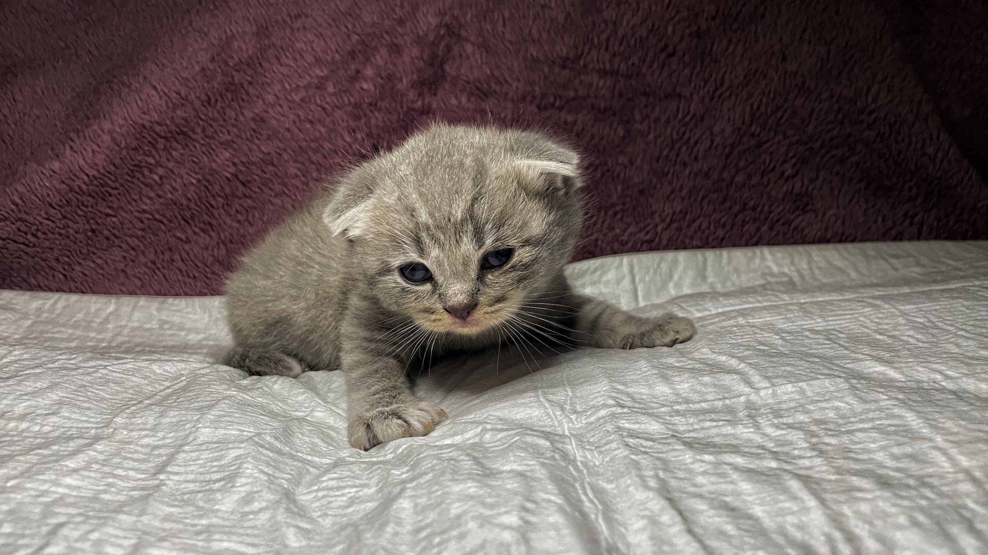 Кошенята Scottish Fold/Straight