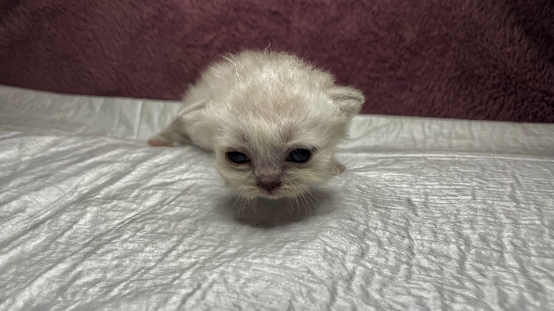 Кошенята Scottish Fold/Straight