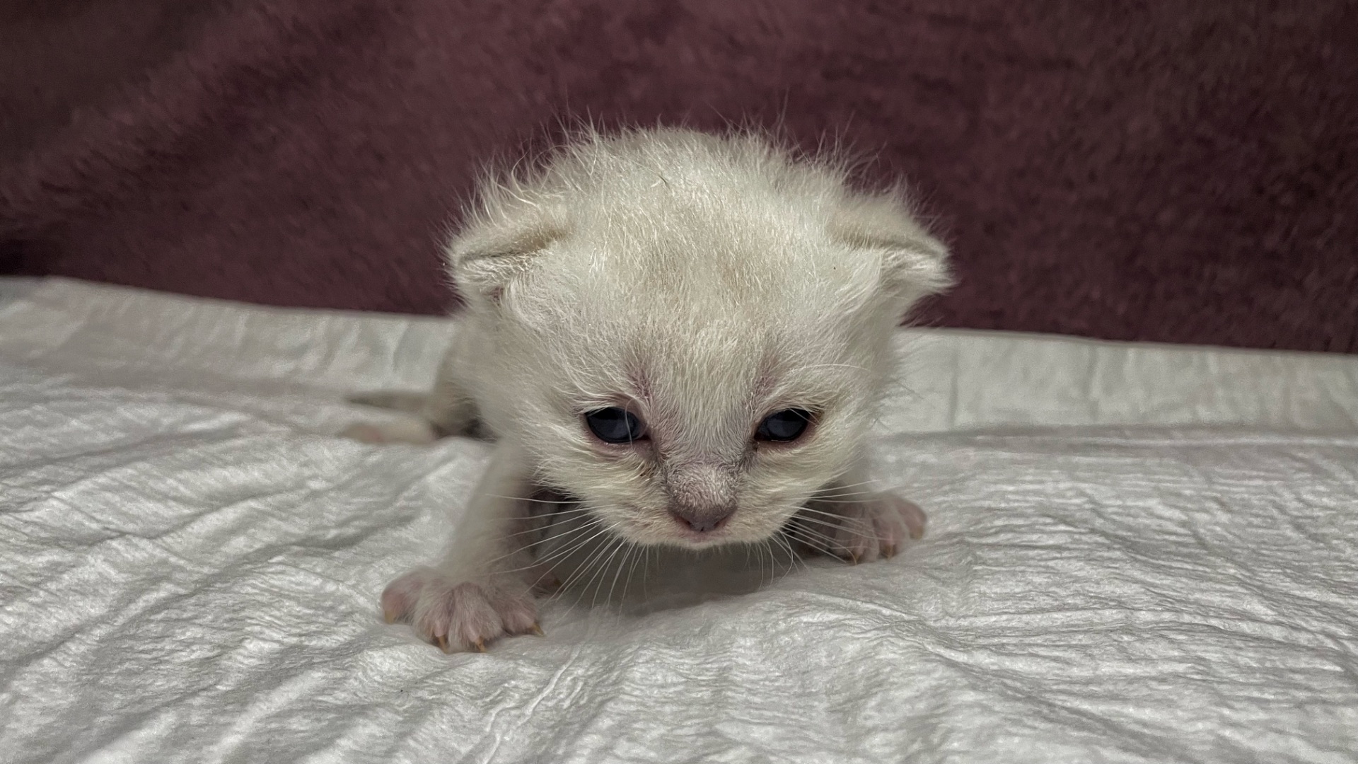 Кошенята Scottish Fold/Straight