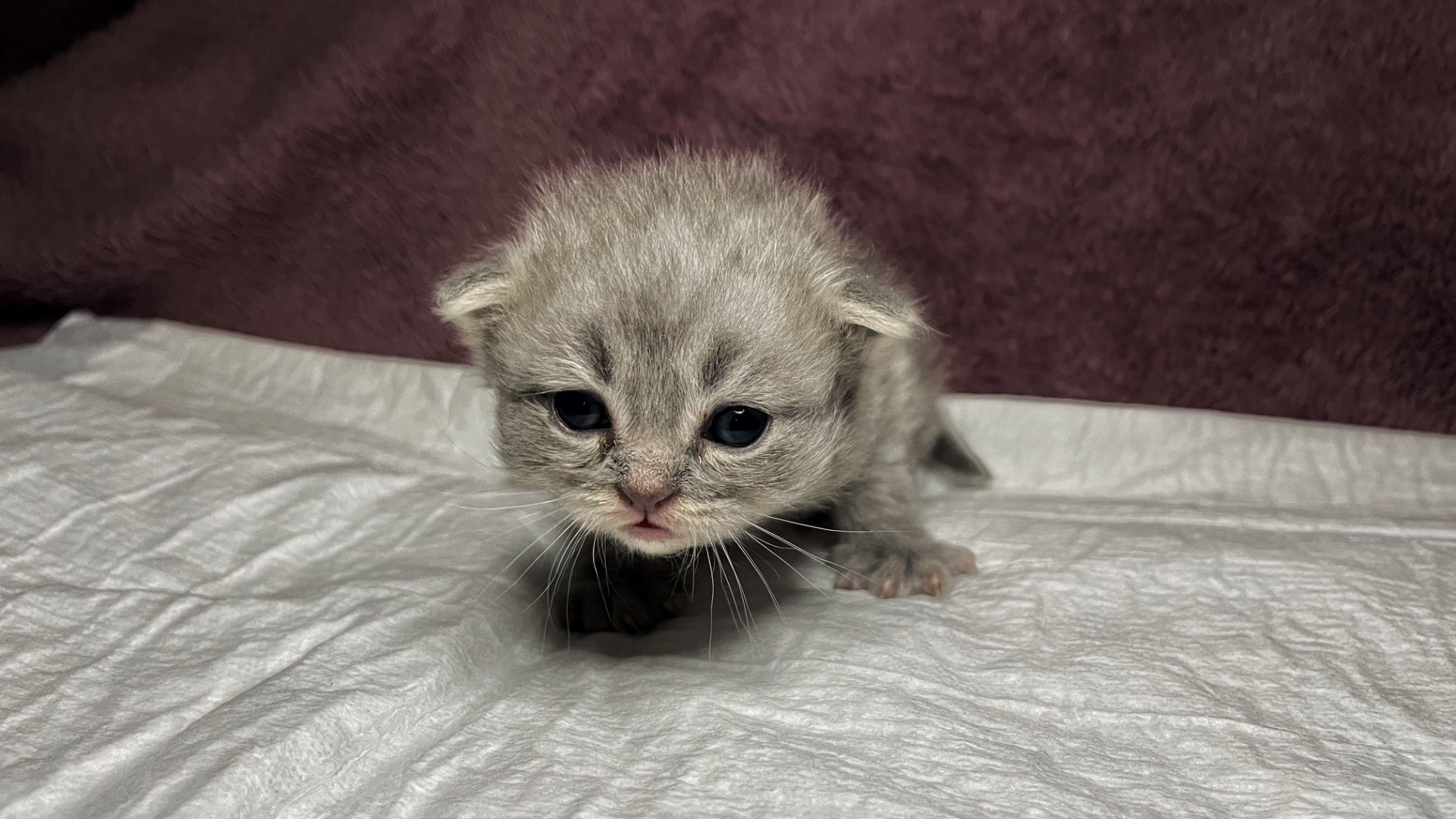 Кошенята Scottish Fold/Straight