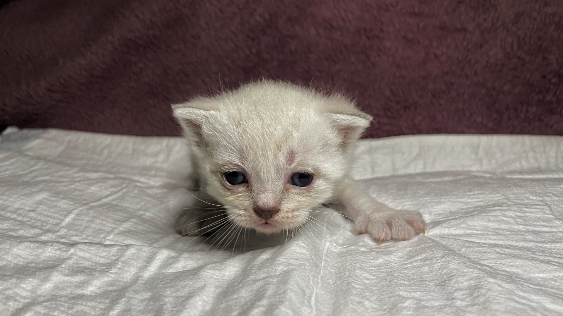 Кошенята Scottish Fold/Straight