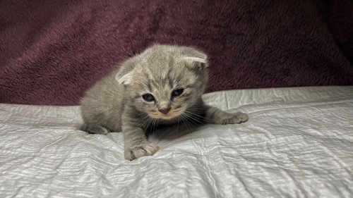 Кошенята Scottish Fold/Straight