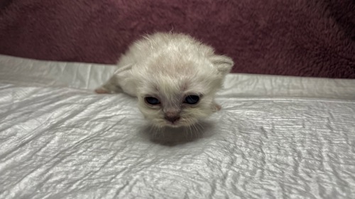 Кошенята Scottish Fold/Straight