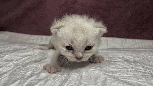 Кошенята Scottish Fold/Straight