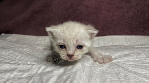 Кошенята Scottish Fold/Straight