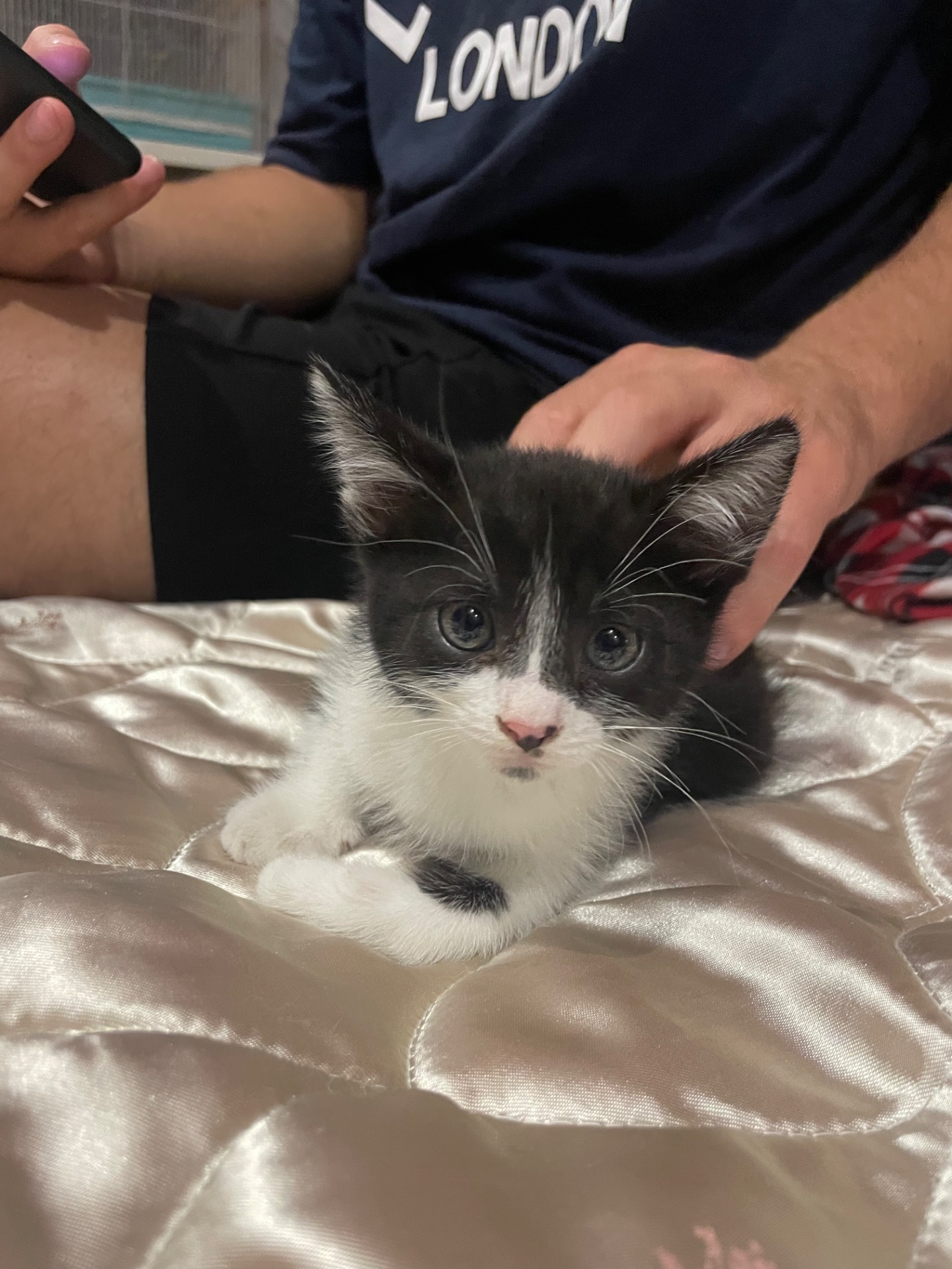 Кошенята