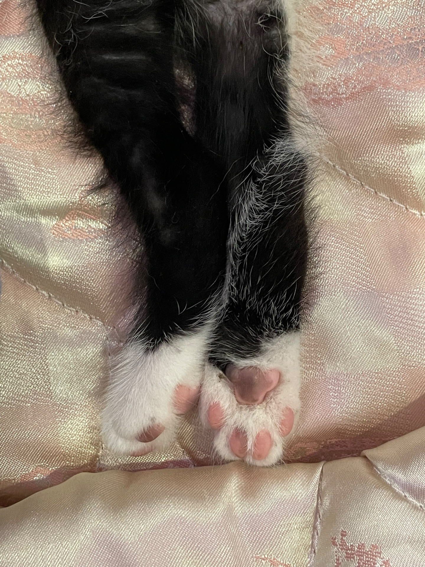 Кошенята