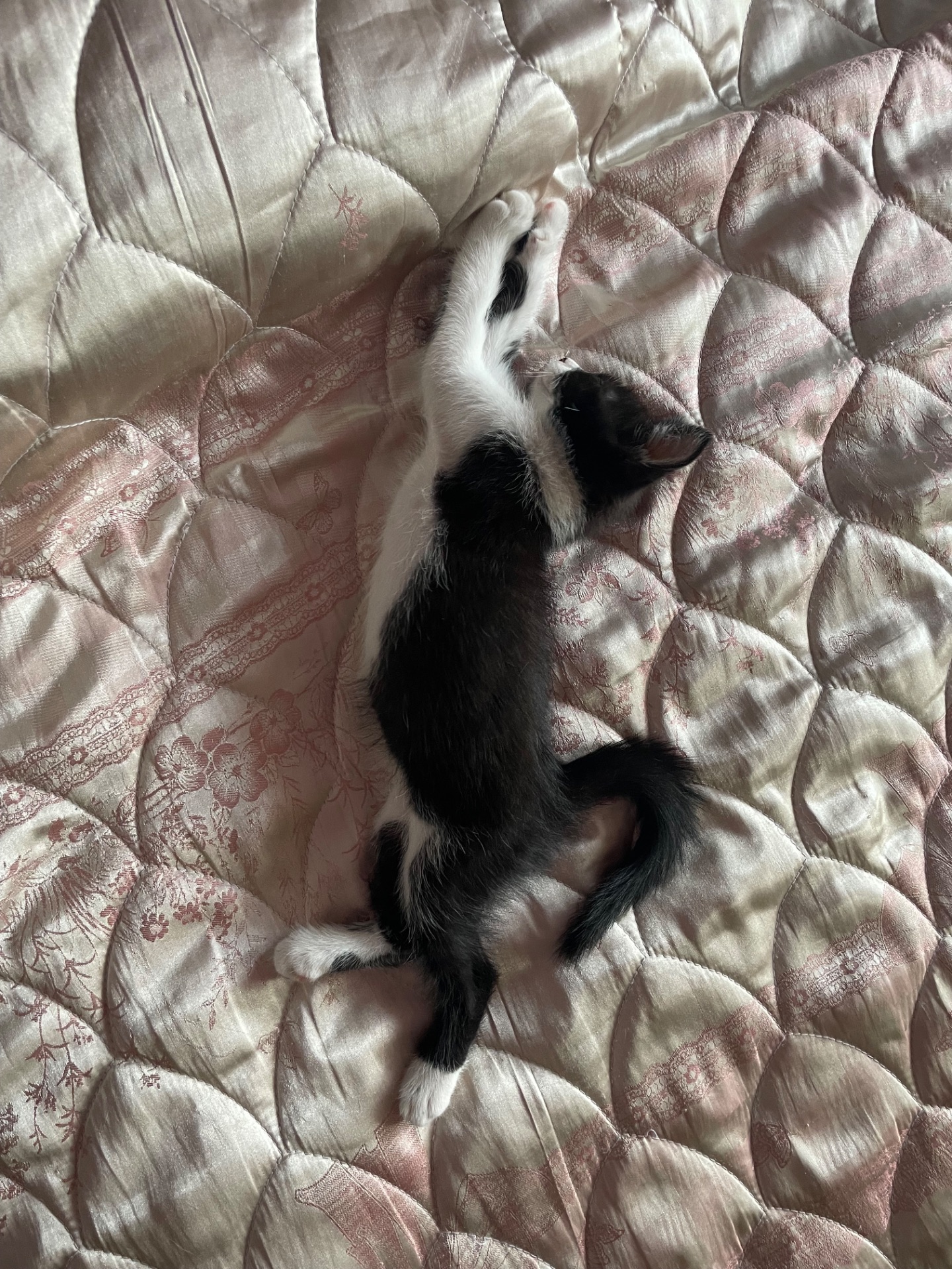 Кошенята