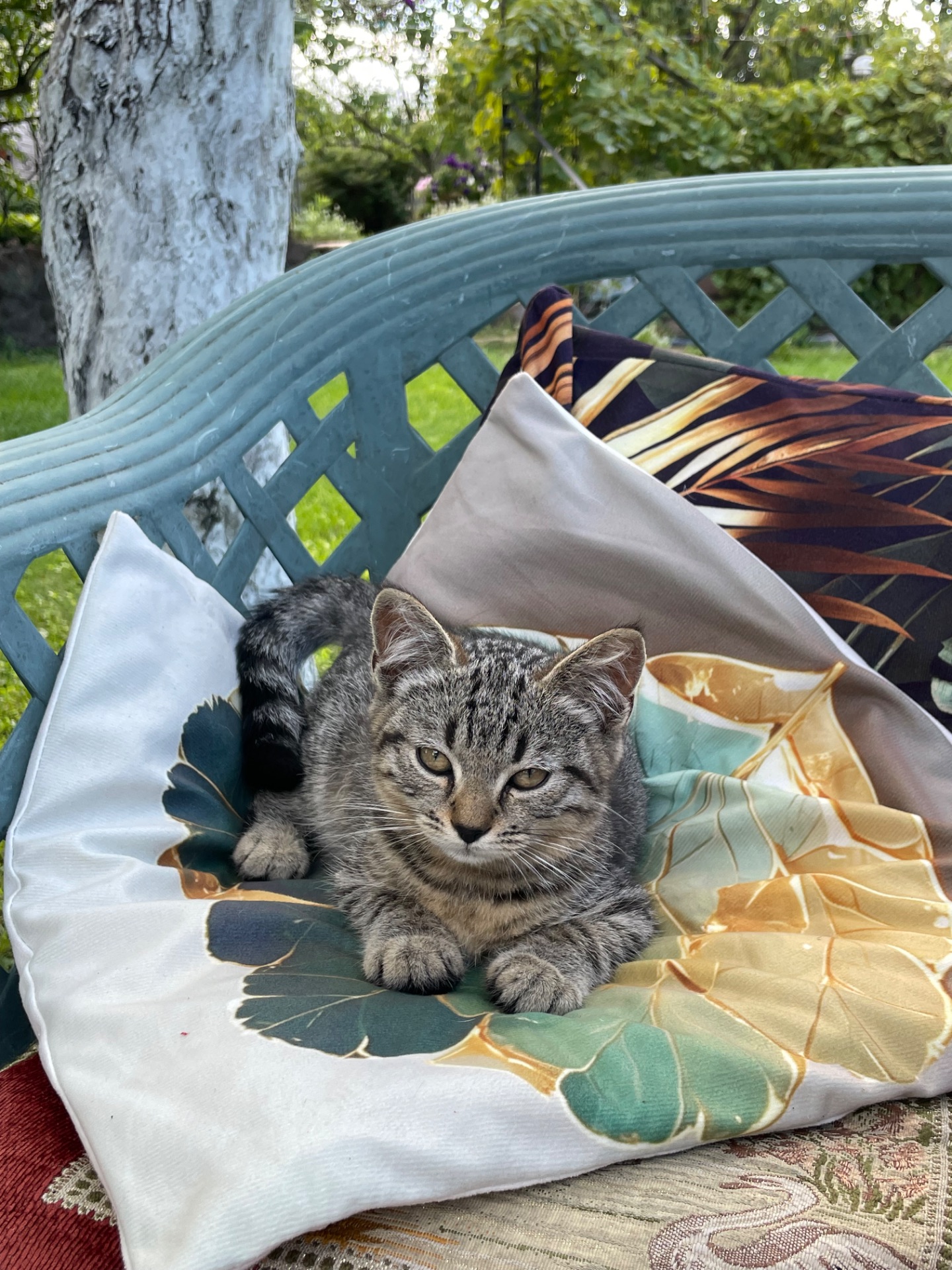 Кошенята