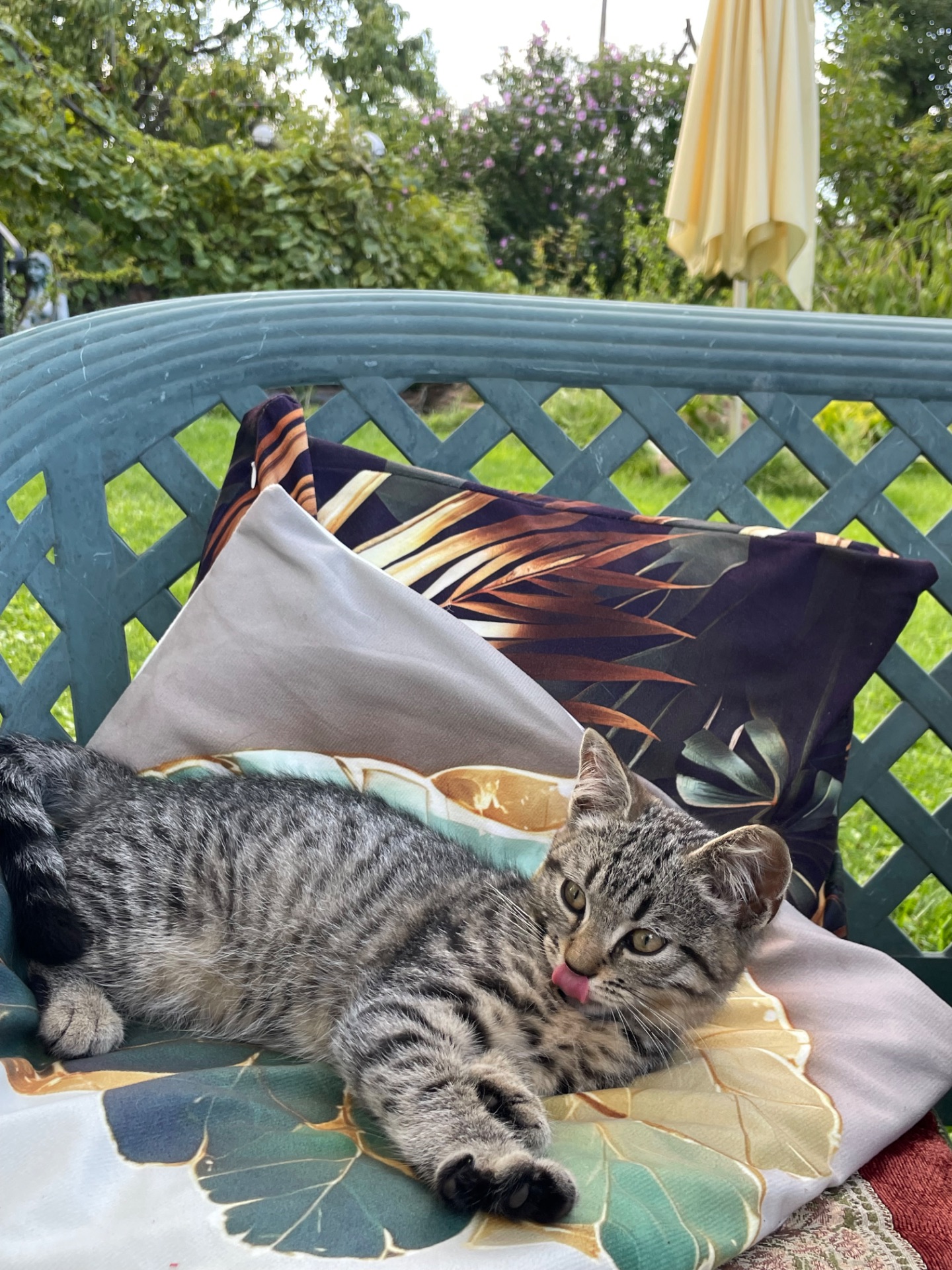 Кошенята