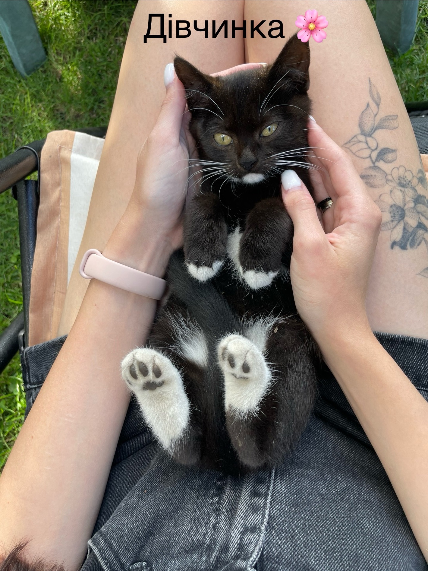 Кошенята