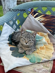 Кошенята