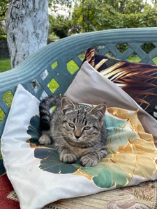 Кошенята