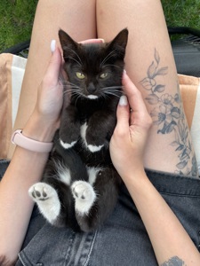 Кошенята