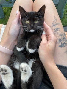 Кошенята